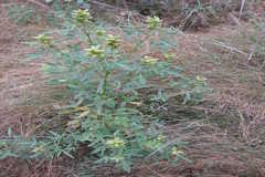 Crotalaria goreensis